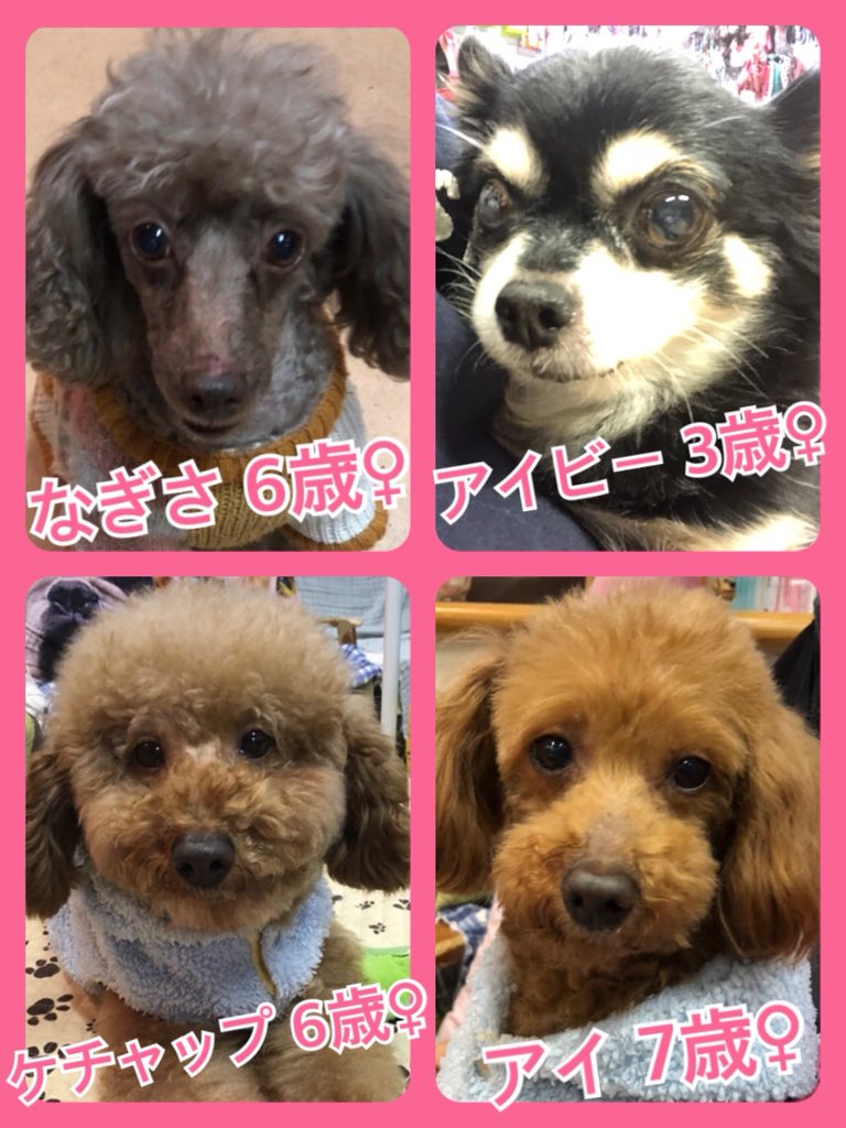 🐾今日の里親様募集中ワンコ🐶メンバーです🐾2019,1,16